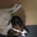 댕댕이 카페 이미지