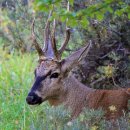 아르헨티나 지폐 이야기 이미지