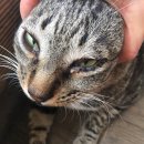 마더스동물병원 이미지