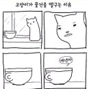 차빛나라 이미지