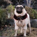 이든 동물메디컬 이미지