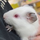 로던트클럽 화정 본점 이미지