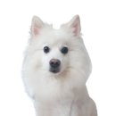 에버그린 펫 클리닉 이미지