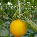 김성곤농장 이미지