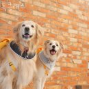 독클래스 이미지