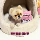 🐾숨편한 컨디션 케어! 펫인케어 멀티 이너핏 후기🌿