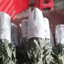 백선농장 이미지