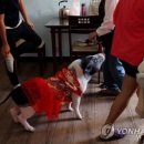 황금돼지통신 한국경제TV