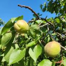 대승농장 이미지