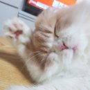 만두네살롱 이미지