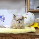 몽냥몽냥 강아지분양 고양이분양 송파점 | 송파강아지분양 / 몽냥몽냥 송파점에서 강아지분양,고양이분양을 받아야 하는 이유와 분양가격에 대해서!