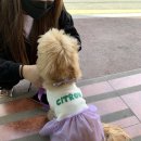 몽슈슈 강아지 이미지