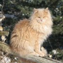 고양이숲 이미지