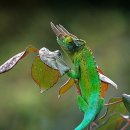 카멜레온 이미지