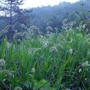 강아지풀 이미지