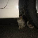 명지오션시티동물병원 이미지