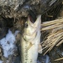 남양호 상류 이미지