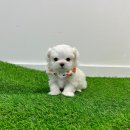 요미와 친구들 이미지