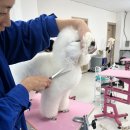 네발클로버애견미용학원 | 오산 네발클로버 애견미용학원 – 실무 중심 교육으로 자격증부터 현장 스킬까지 한 번에!**