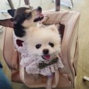 메가박스 영통 어나더베이비관 반려견 동반 방문 상세후기 (퍼피시네마 / 강아지 영화관 / 애견동반 극장)