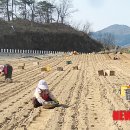 산약마