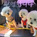 휴앤독
