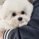 부산강아지분양 앨리펫 이미지