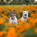 웃는 강아지 이미지