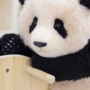 인형샾 네이버블로그