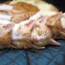 뉴비디오 이미지