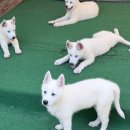 안성 힐링 카페 《풍사니랑》 🐕🥪 * 풍산개와 메타세콰이어길 그리고 청보리밭 내돈내산 냠냠후기