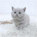 냥이의꿈 | 구미펫샵 브리티쉬숏헤어분양, 앞으로 두 냥이의 집사로서