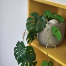 세신샵 봄날 이미지