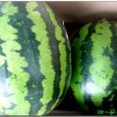 새빛주유소 이미지