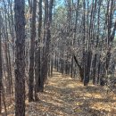 월성산 봉수대 이미지