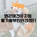 왈가왈부애견 이미지