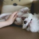비타민클리닉건강기능식품