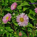 미소렌트카 이미지