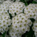 조팝나무 / bridal wreath 이미지