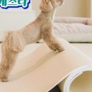 펫바이블 이미지