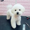 쁘띠 펫 살롱 이미지