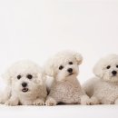 모코동물의료센터 이미지