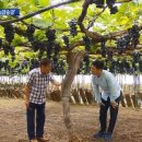 포도나무 이미지