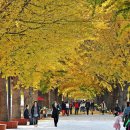 은행나무길 이미지