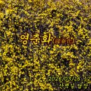 20260315.16. 군자난과 영춘화(迎春化) 이미지