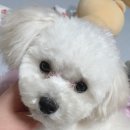 털좀밀개 이미지