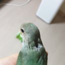 글로리플로라