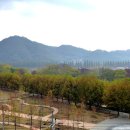 순창 메타세콰이어길 이미지