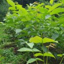 삼복농장 이미지