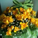 후리지아 이미지